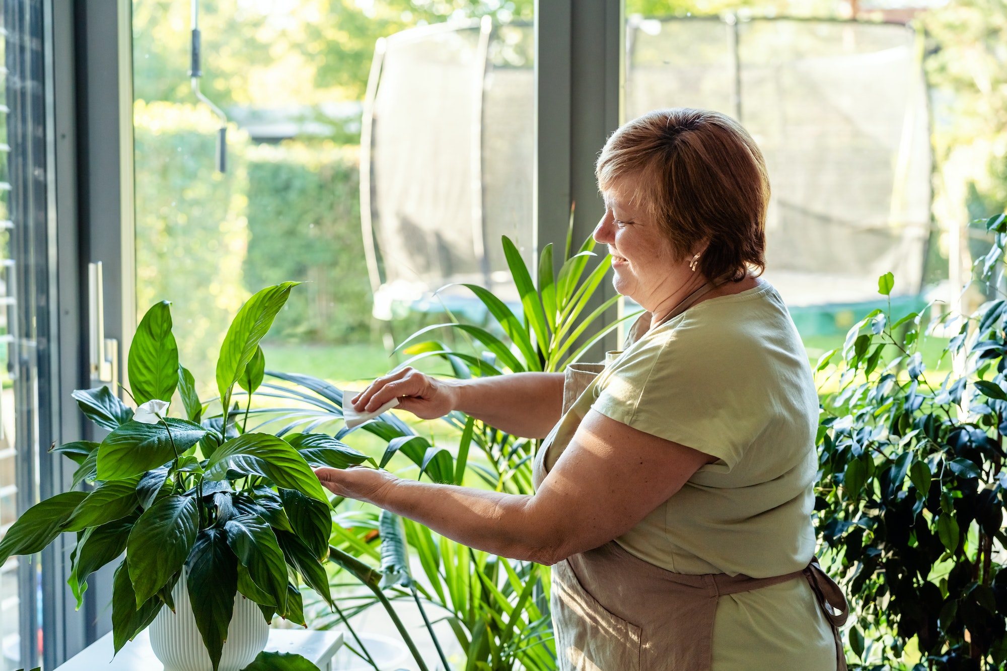 Senior woman taking care of plants at home cleaning leaves from dust